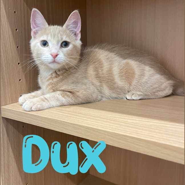 Photo of Dux 