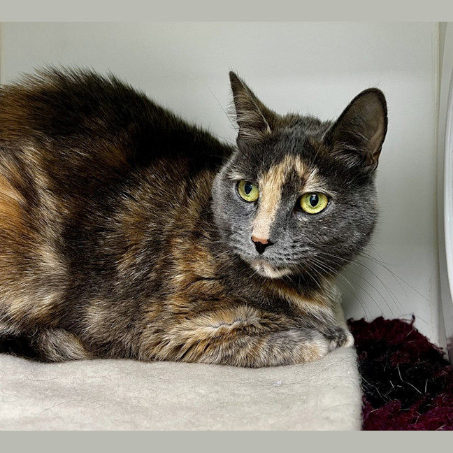 Photo of Lulu (Bonded To Koda)