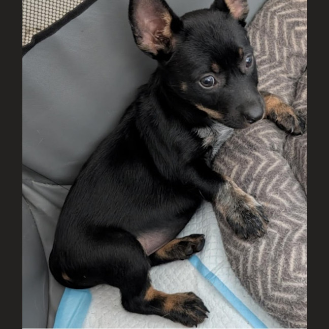 Photo of Gigi 🩷 16 Weeks Mini Foxy, Jack Russell, Kelpie