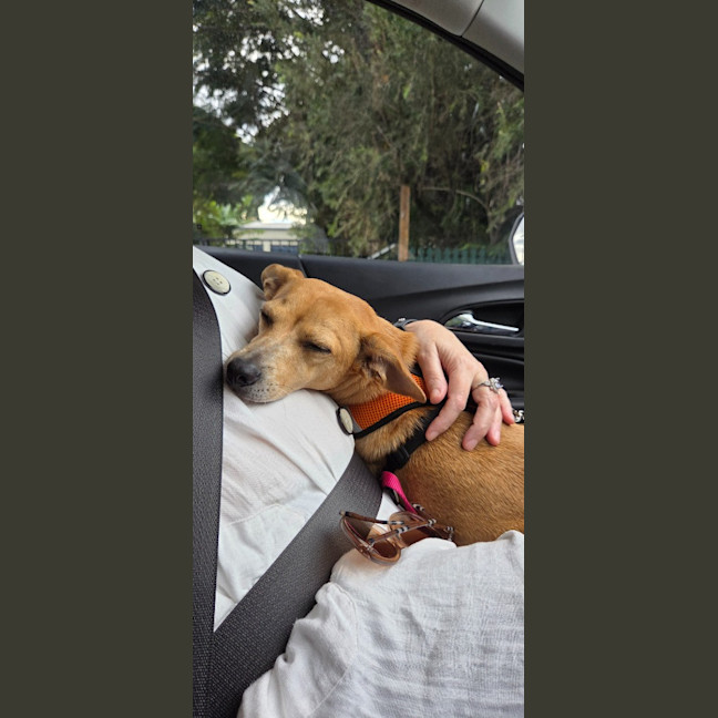 Photo of Honey