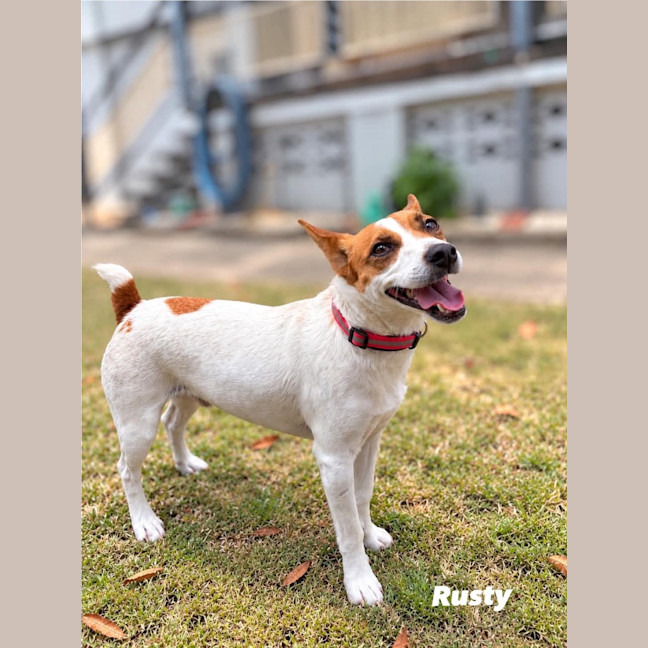 Photo of Rusty