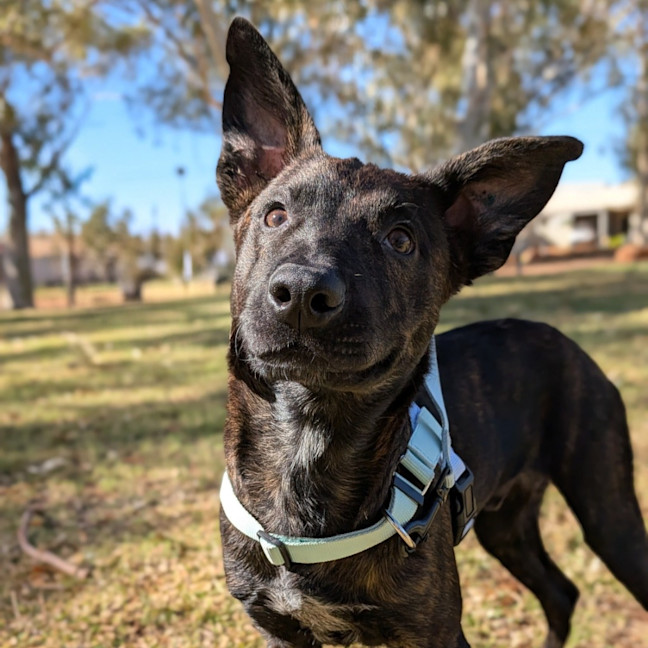 Photo of Koda