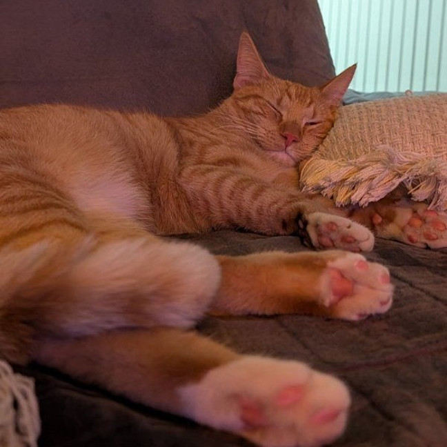 Photo of Griffin