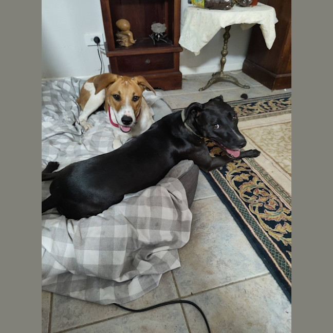 Photo of Fern *$150 Adoption Fee*