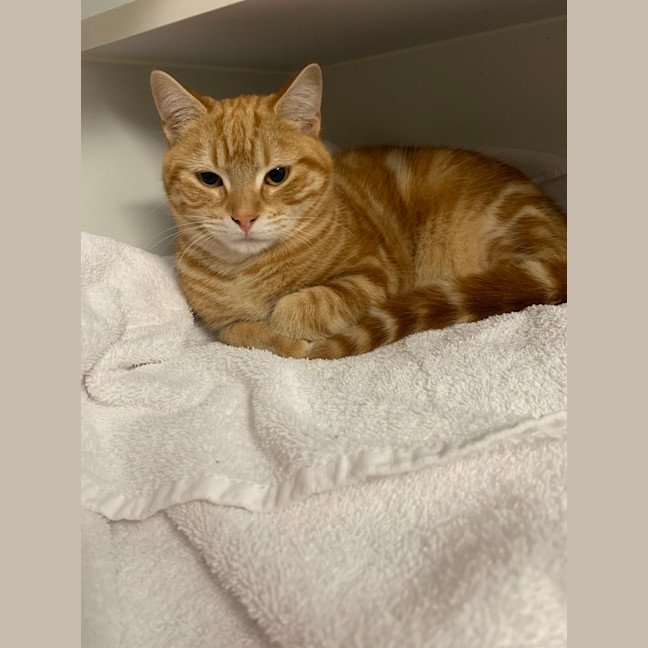Photo of Rusty