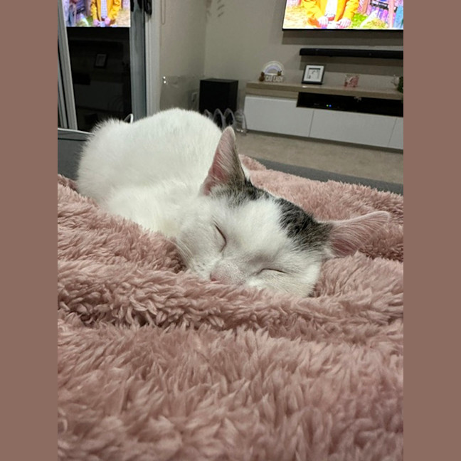 Photo of Guppy