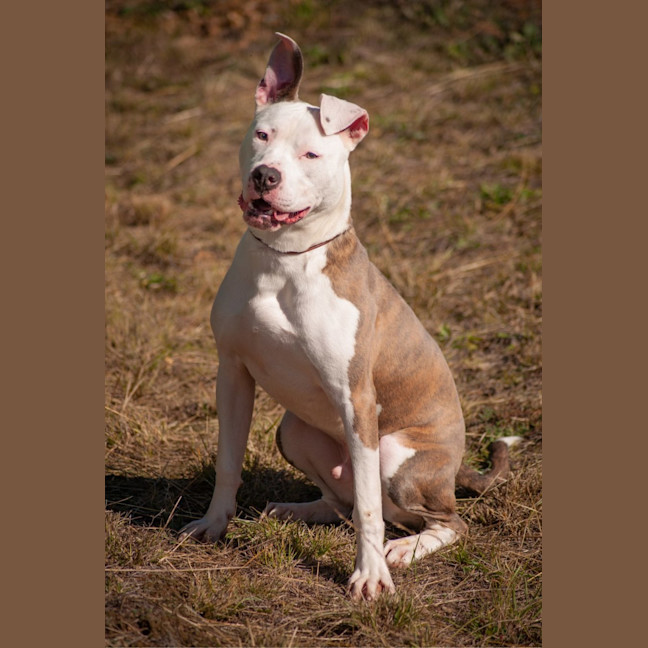 Photo of Chino