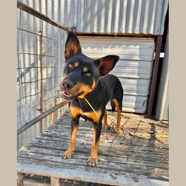 Photo of Ruby