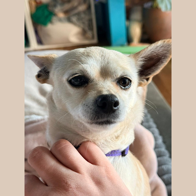 Photo of Honey