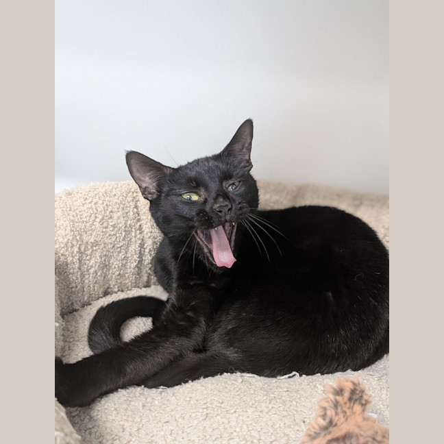 Photo of Shadow