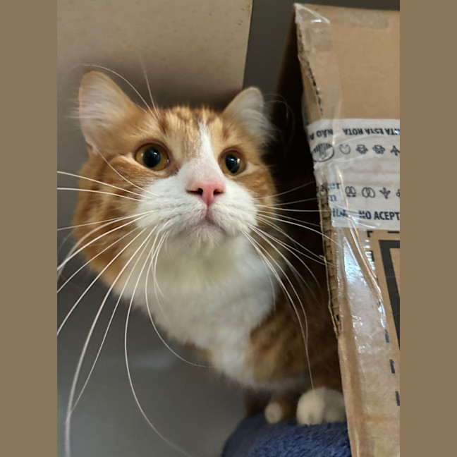 Photo of Cookie