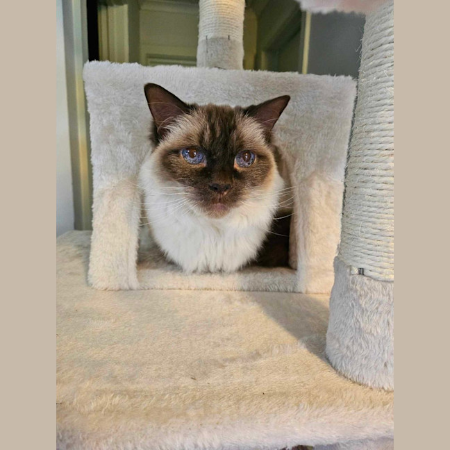 Photo of Bambi   Located In Roxburgh Park