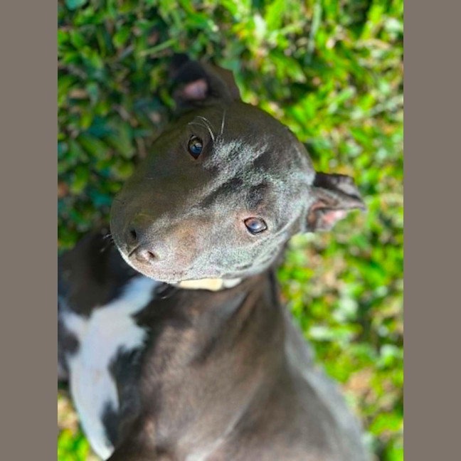 Photo of Stewie