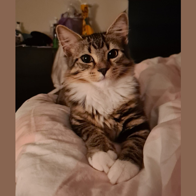 Photo of Twinkle Tail