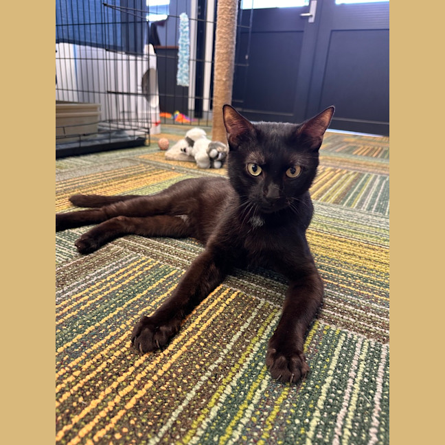 Photo of Shadow