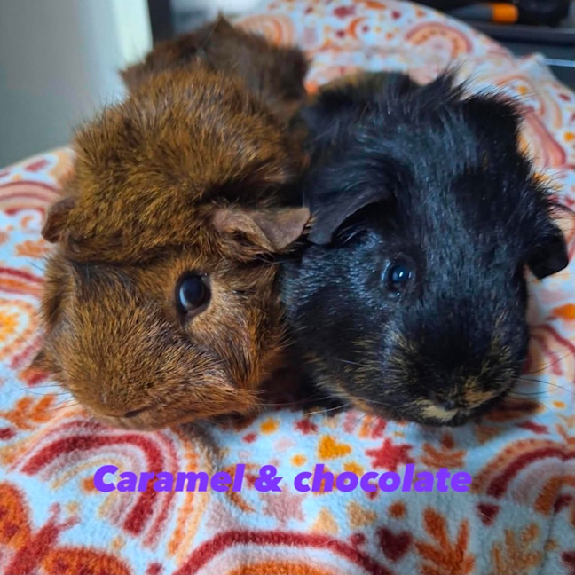 Photo of Caramel & Chocolate