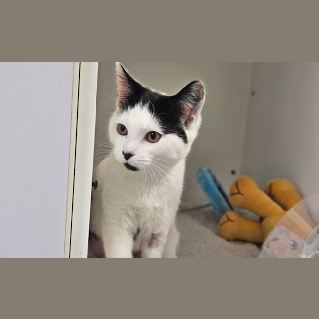 Photo of Kitty