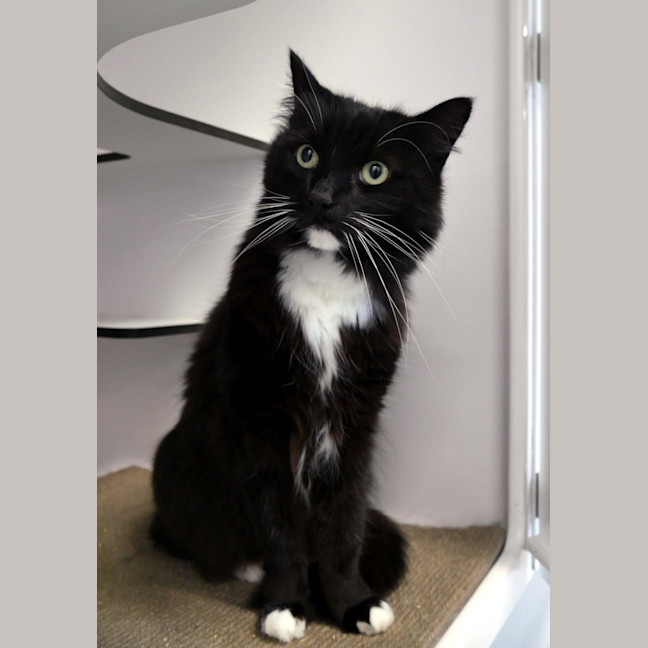 Photo of Pickle Rsua012969