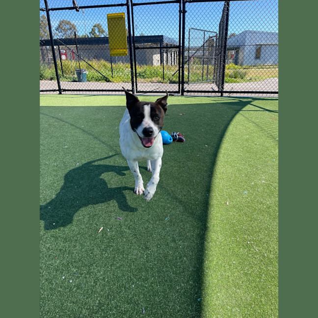 Photo of Bane Imp 1186