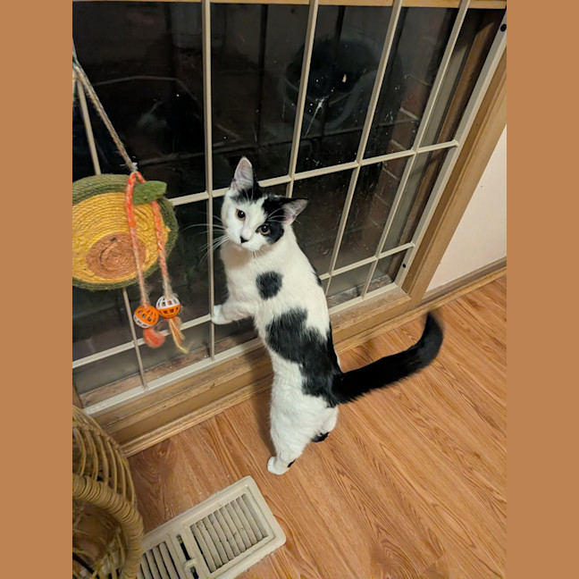 Photo of Lentil