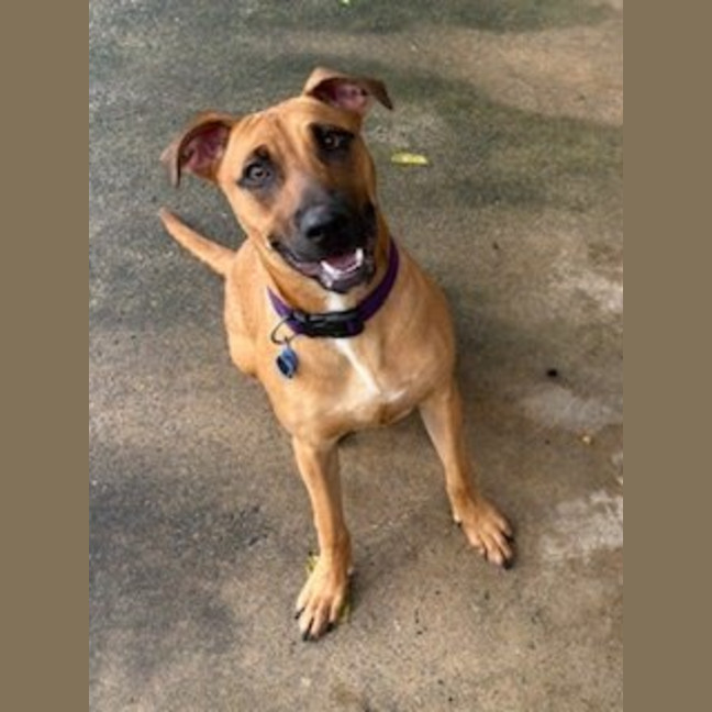 Photo of Scooby