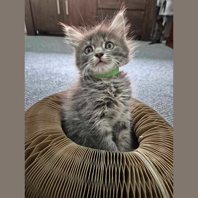 Photo of Stormy