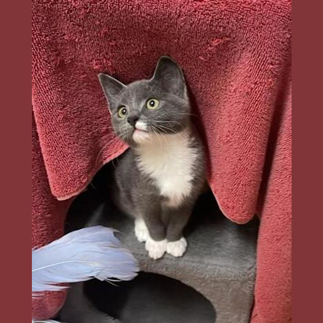 Photo of Misty