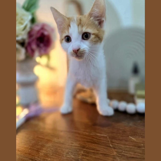 Photo of Sage