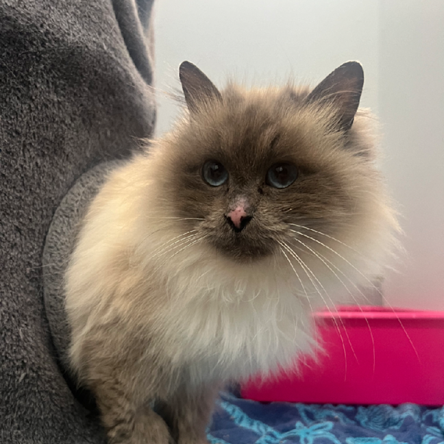 Photo of Ragged Blossom