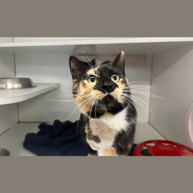 Photo of Lady Whistlemeow
