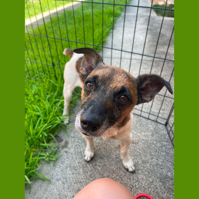 Photo of (Dot &) Dash