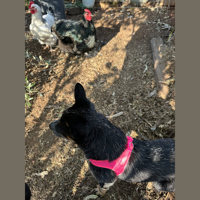 Photo of Jess (Blue)