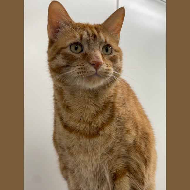 Photo of Pumpkin