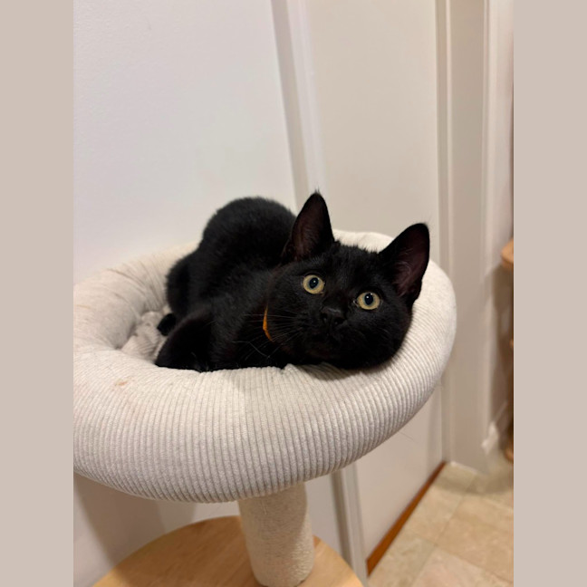 Photo of Vesper