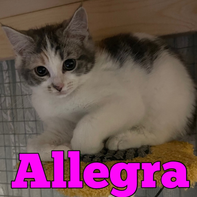 Photo of Allegra