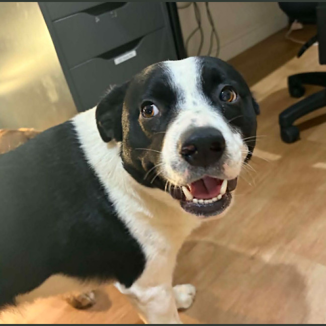 Photo of Tux