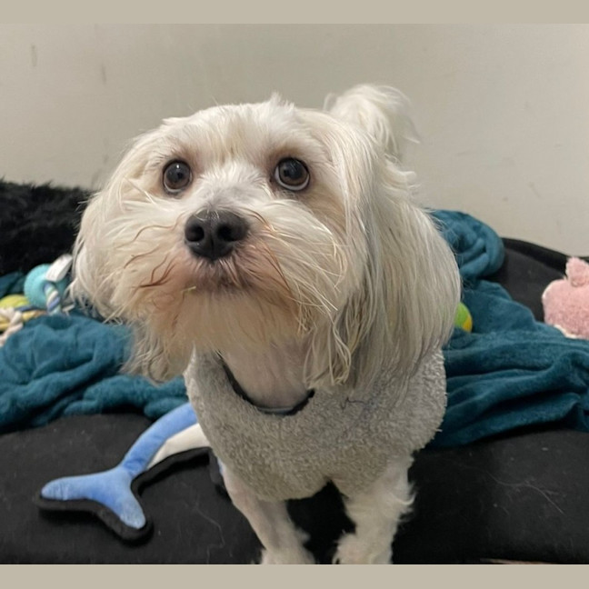 Photo of Milo