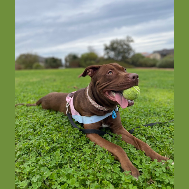 Photo of Coco