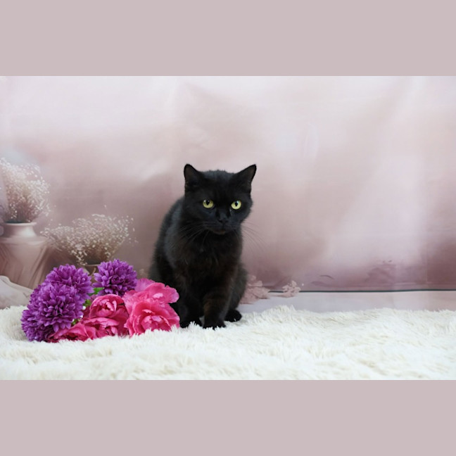 Photo of Cinder