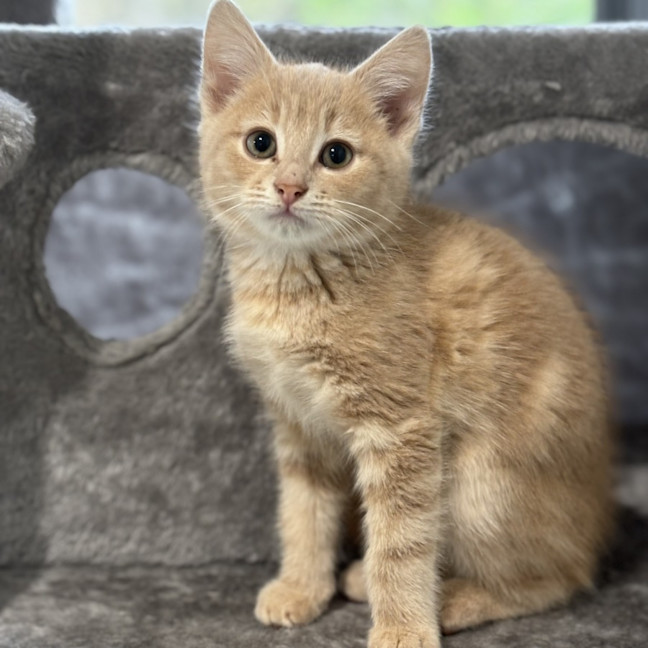 Photo of Jelly Bean