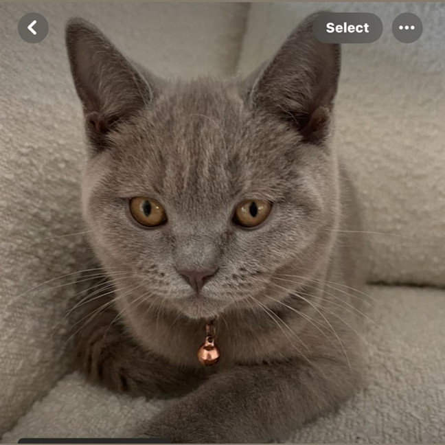 Photo of Valentino