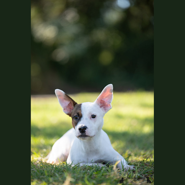 Photo of Dakota