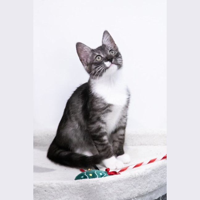 Photo of Zorro