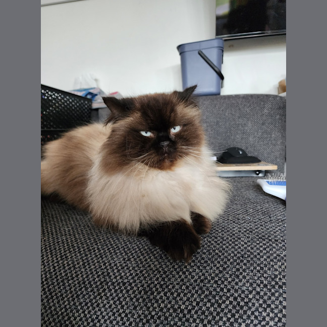 Photo of Dusty