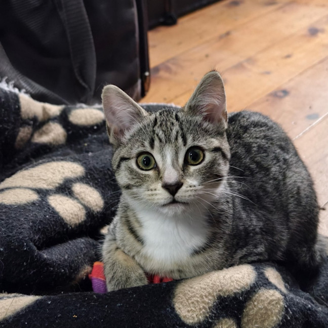 Photo of Cookie