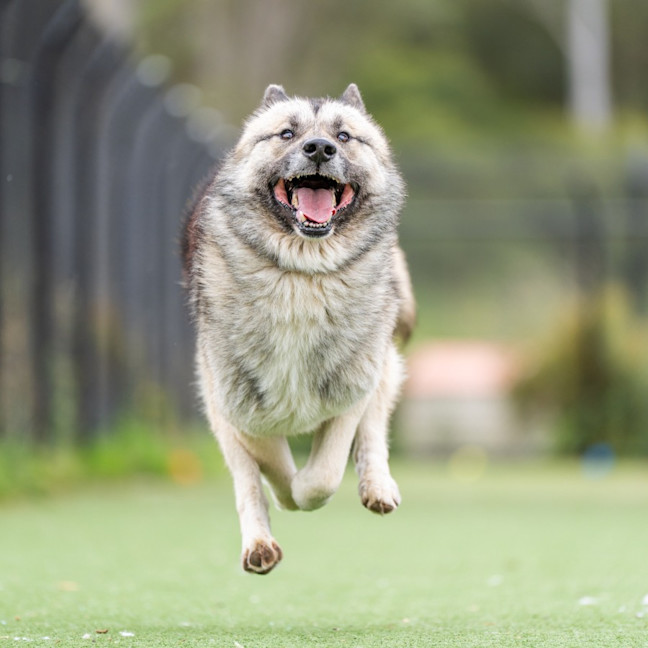 Photo of Kota Imp 2121