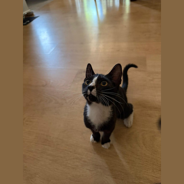 Photo of Apollo