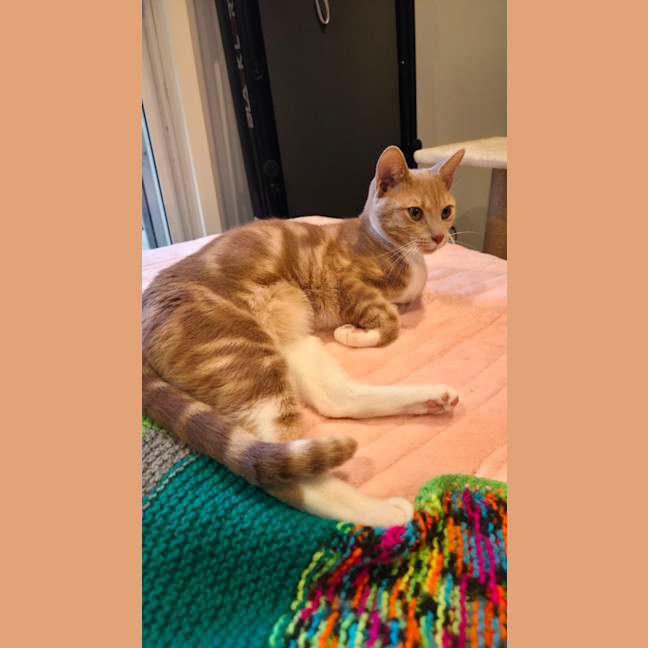 Photo of Poppyseed