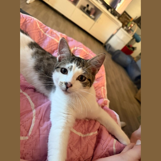 Photo of Archer