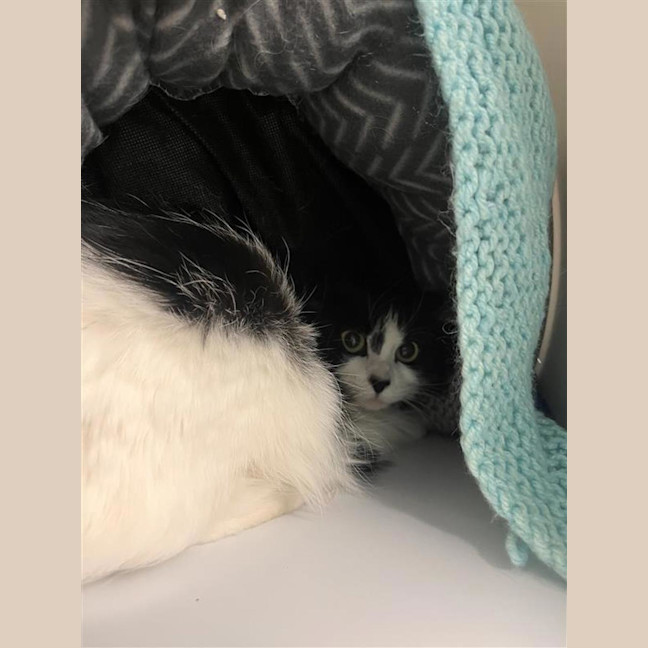 Photo of Peek A Boo